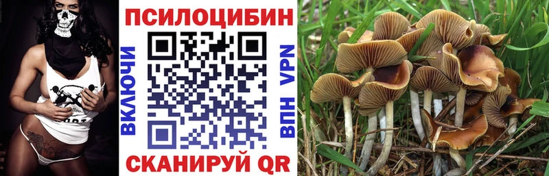 Купить закладки  Камень-на-Оби  Галлюциногенные грибы мицелий 